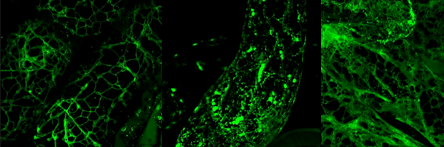 Inhibition of JA Responses by Interaction of JAZ Proteins with a Wide Array of TFs.