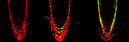 Synthetic Biology: Rewiring of Plant Fitness Circuits
