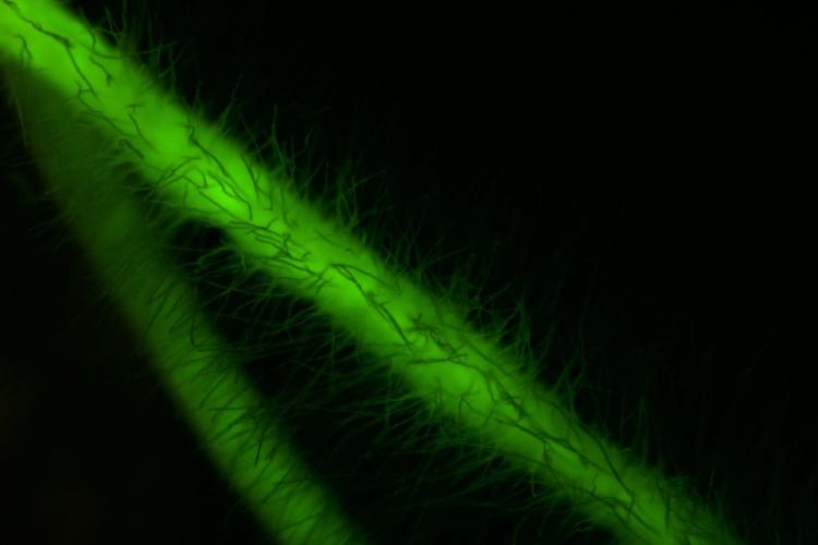 Root hairs leica image